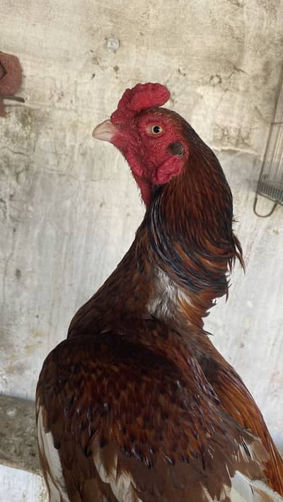 Pure AsEeL (03279103860)