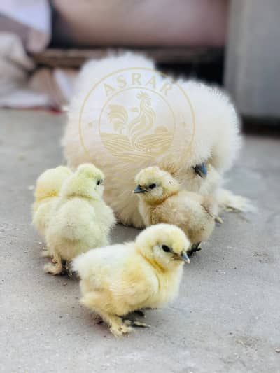 Silkie White and Colour Import Quality Chicks