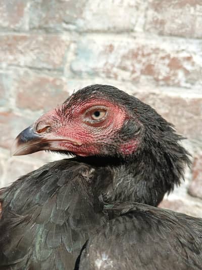 Aseel murgi for sale bhot achi chez hai