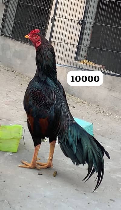 Aseel miyawali murga sawa Mushki lakha