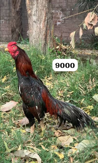 Aseel miyawali murga sawa Mushki lakha