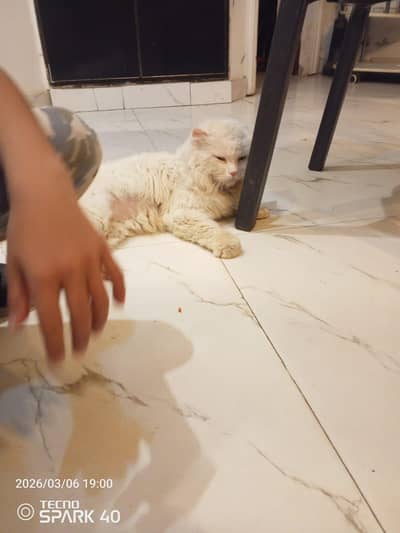 Persian cat for sale in good price