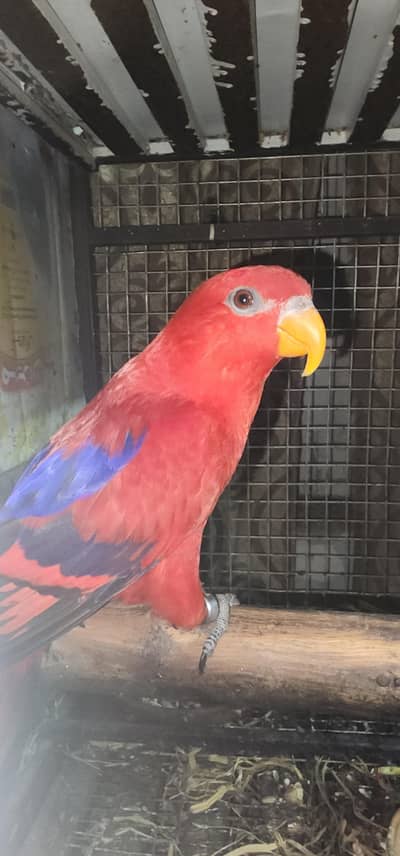 Red Lorie.  Male with DNA