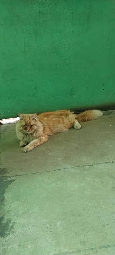 friendly family male cat