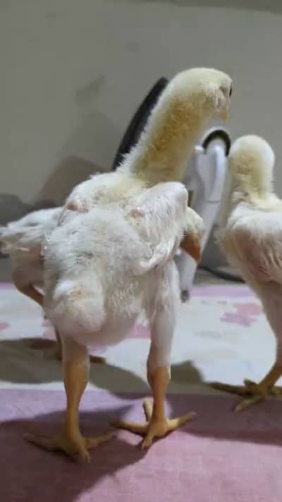 Pure German oh shamo chicks Available