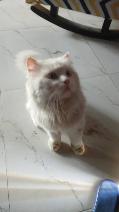 cute Persian cat for sale in good price