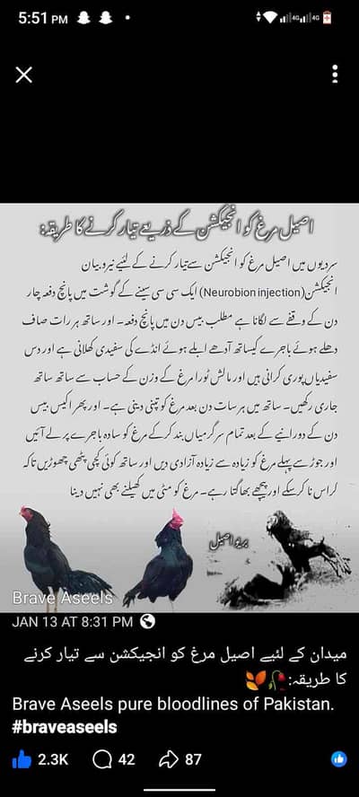 shayan Masood 