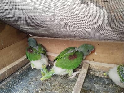 Raw Kashmiri Chicks for sale