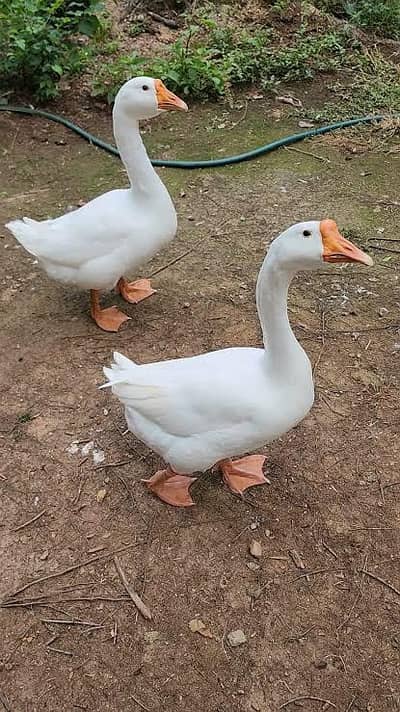 goose male bari batakh