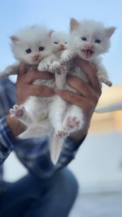 Persian Kitten 