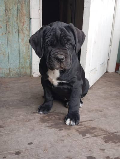 cane corso