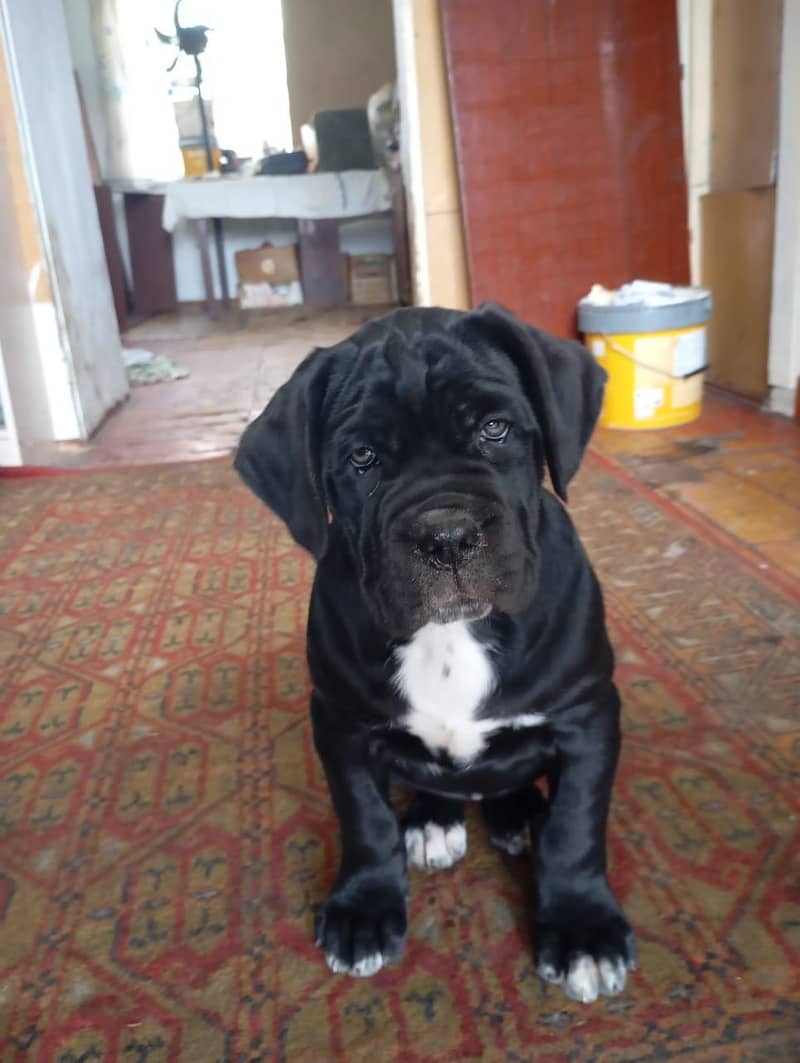 cane corso 1