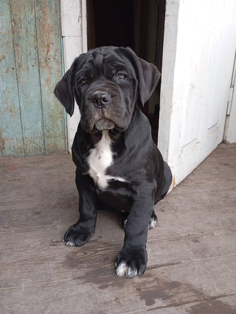 cane corso 2