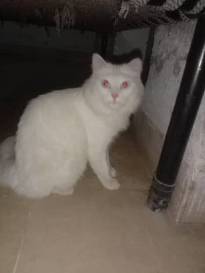 Persian cat for sale