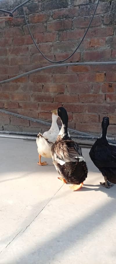 duck pair 1 male 2 females