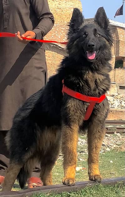 German Shepherd male full security dog available Full vaccinated