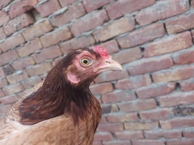 Desi Murgian for sale