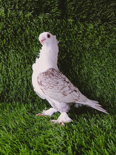 Sentinet Chocolate Cherry Breder Male Available