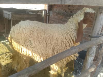 Desi Chatra 12 months