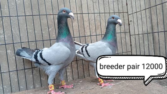 fancy pigeon | kabutar| Jacobin|  frillback saddle | amarican fantail|