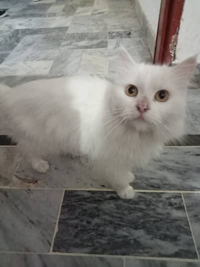 Persian cats age 1 year little train