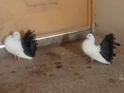 lakka