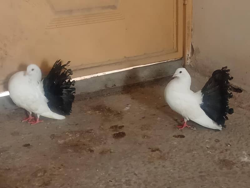 lakka 0