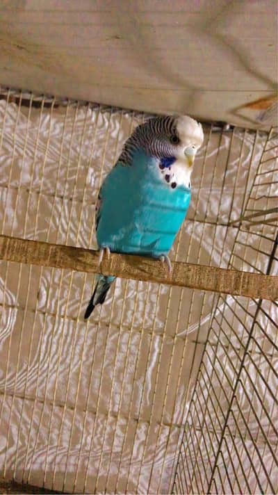 Undersize Exhi Female