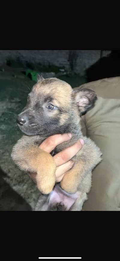 belgian melanoise k9