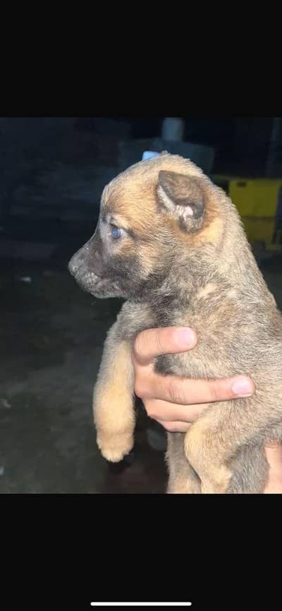 belgian melanoise k9