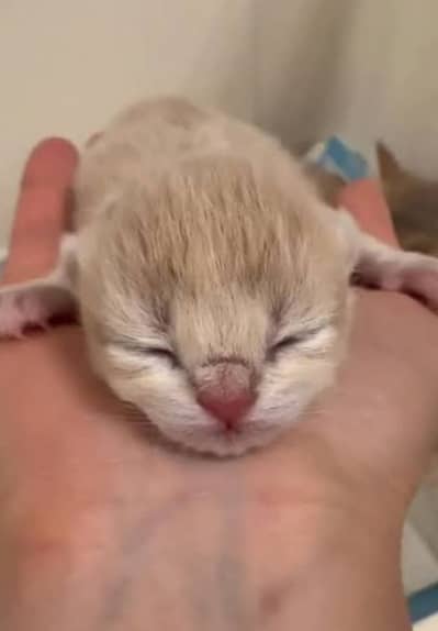 Scottish Fold / British Shorthair Available For Booking