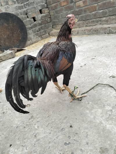 Aseel Murga for sale