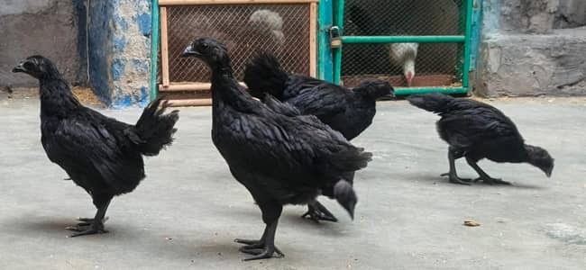 Peagon pair for sale + ayam cemani hence