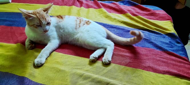 Persian and stray mix cat potty trained