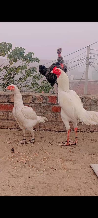 Heera Aseel female for sale whatsapp number ( 03277738272 )