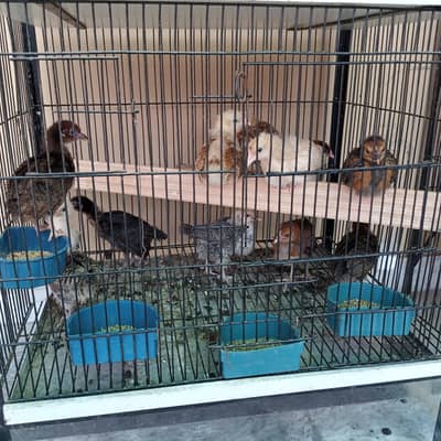 12 chicks ha 135 per piece