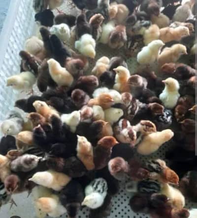 Golden misri chicks for sell