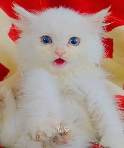 my parsian kitten for sale 0345/52/67/595 my contact