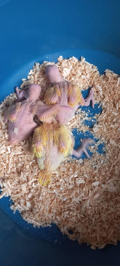 Yellow Parrorts Chiks