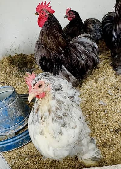 TOP QUALITY BANTAM EGGS