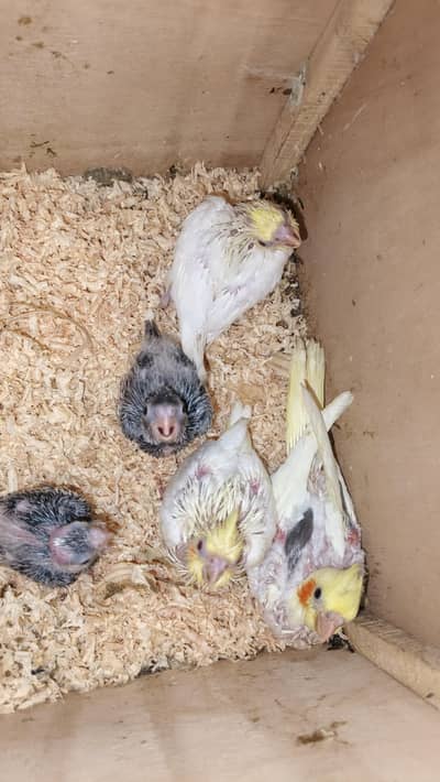 15 se 25 days cocktails chicks healthy 4 common red eyes 2 common peid