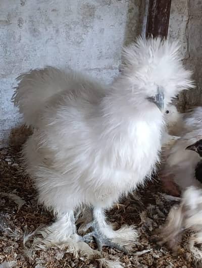 white silkie hen for sale silky silki fancy hen fancy chicks white sik