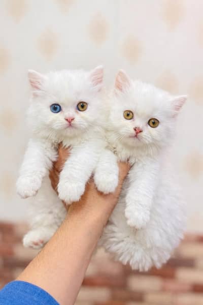 beautiful full Persian kittens looking new home