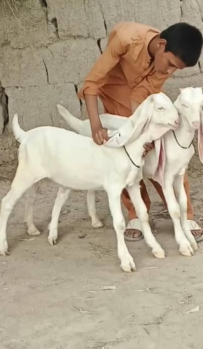 Gulabi Bakra