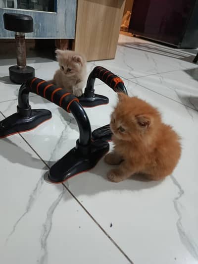 kittens for sale