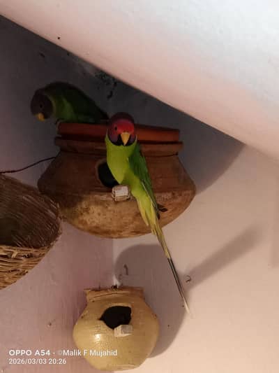 Plum Head Parrots Breeder Pair
