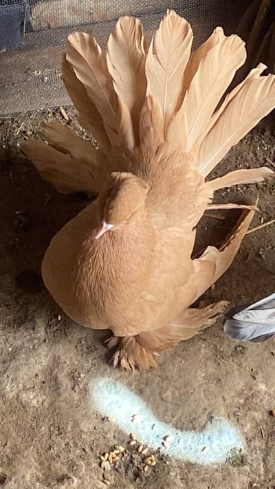 AMERICAN WHITE Pair or yellow single female extra 03115733578