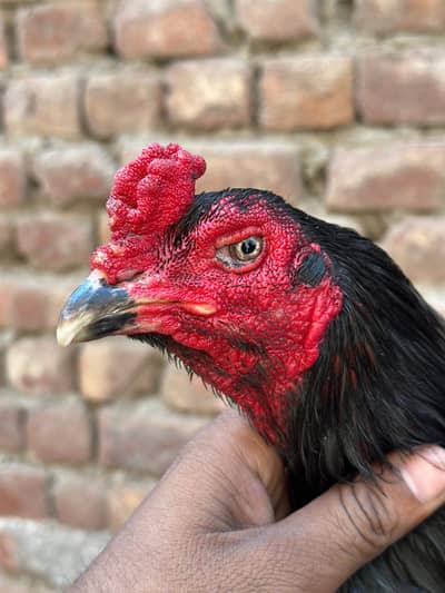 pakeo + Tarat urgent sal