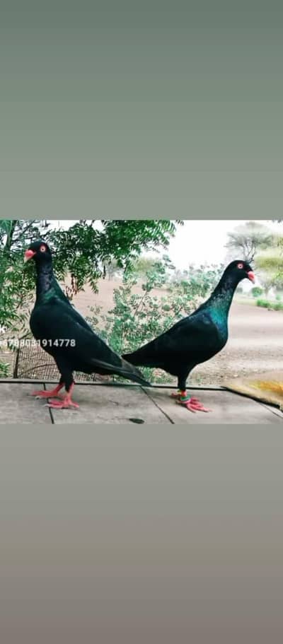 Different Fancy pigeon for sale