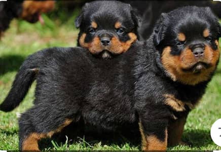 Rottweiler puppies high quality show class puppies